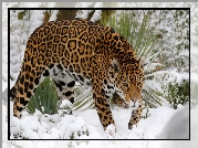 Jaguar, Śnieg, Rośliny