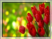Kwiaty, Tulipany, Czerwone, Grafika