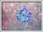 Hortensja, Niebiesko-różowe, Kwiaty