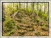 Drzewa, Szlak, Kamienie, Paprocie, Las
