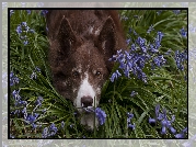 Leżący, Pies, Border collie, Mordka, Kwiaty