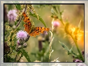 Motyl, Rusałka ceik, Rośliny, Oset