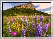 Park Narodowy Waterton Lakes, Prowincja Alberta, Kanada, Łubin, Kwiaty, Łąka, Góry