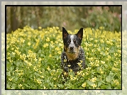 Pies, Australian cattle dog, Łąka, Żółte, Kwiaty