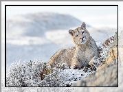 Puma, Oszronione, Rośliny, Śnieg