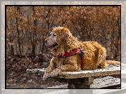 Pies, Golden retriever, Ławka, Szelki