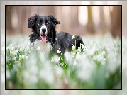 Pies, Border collie, Mordka, Łąka, Kwiaty, Śnieżyce