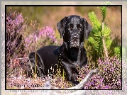Pies, Czarny, Labrador retriever, Wrzosy