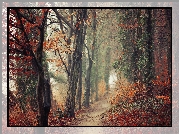 Jesień, Las, Drzewa, Krzewy, Ścieżka