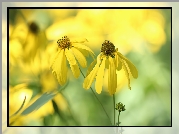Rudbekia naga, Dwa, Żółte, Kwiaty