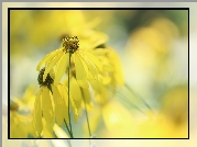 Rudbekia naga, Żółte, Kwiatki