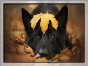 Pies, Czarny owczarek niemiecki, Liść