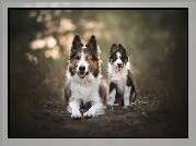 Dwa, Psy, Border collie, Szczeniak