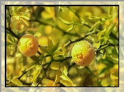 Poncyria trójlistkowa, Żółte, Owoce