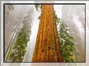 Sekwoja, Drzewo, Mgła, Park Narodowy Sekwoi, Stan Kalifornia, Stany Zjednoczone
