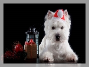 Biały, Pies, West Highland White Terrier, Czapka, Mikołaja, Lampion, Prezent