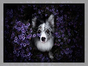 Pies, Border collie, Kwiaty, Astry marcinki