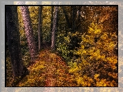 Las, Ścieżka, Krzewy, Jesień