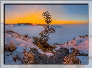 Zima, Sosna, Roślinność, Wschód słońca, Jezioro Ładoga, Karelia, Rosja