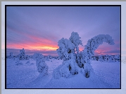  Rezerwat Valtavaara, Zima, Drzewa, Mgła, Wschód słońca, Wzgórze, Laponia, Finlandia