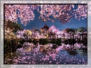 Ogród japoński, Staw, Kwitnące, Drzewa, Wiśnie, Wiosna, Budowle, Wieczór
