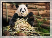 Panda wielka, Bambus, Łodygi