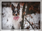 Pies, Border collie, Drzewo, Zima