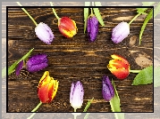 Kolorowe, Fioletowe, Tulipany