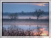 Rzeka, Mgła, Trawy, Drzewa, Człowiek