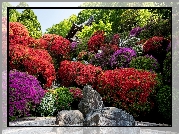 Ogród, Kwiaty, Rododendrony, Krzewy, Różaneczniki, Dom, Kamienie