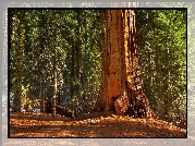 Park Narodowy Kings Canyon, Las, Drzewa, Sekwoja, Stan Kalifornia, Stany Zjednoczone