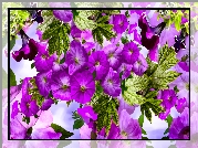 Fioletowe, Kwiaty, Petunia, Grafika