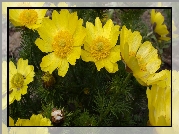 Miłek wiosenny, Żółte, Kwiaty
