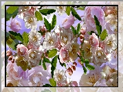 Kwiaty, Drzewo owocowe, Wiśnia, Grafika