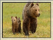 Niedźwiedzie brunatne, Rodzina
