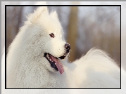 Pies, Biały, Samojed