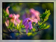 Gałąź, Kwiaty, Magnolia, Rozmyte tło