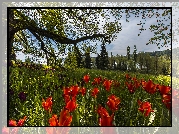 Niemcy, Badenia-Wirtembergia, Wyspa Mainau, Ogród, Park, Wiosna, Tulipany, Trawa, Drzewa