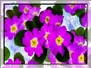 Kwiaty, Pierwiosnki, Grafika