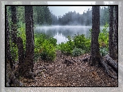 Stany Zjednoczone, Hrabstwo Snohomish, Drzewa, Jezioro Goat Lake, Mgła, Las