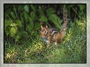 Wiewiórka, Chipmunk, Trawa, Rośliny