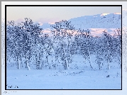 Zima, Drzewa, Góry Rannoch Moor, Wieś Glencoe, Szkocja