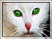 Kot, Mordka, Czerwony, Nos, Zielone, Oczy, Fractalius