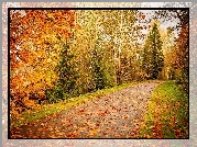 Droga, Jesień, Las, Drzewa, Liście