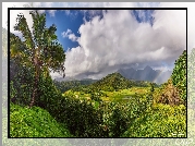 Stany Zjednoczone, Hawaje, Wyspa Kauai, Góry, Wzgórza, Palmy, Roślinność, Chmury, Tęcza