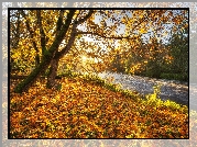 Rzeka, Drzewa, Jesień, Liście, Promienie słońca