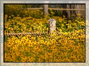 Kwiaty, Rudbekia, Ogrodzenie, Sznur