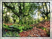 Park Narodowy Gorbea, Kraj Basków, Hiszpania, Drzewa, Las, Jesień, Promienie słońca