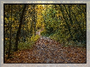 Jesień, Drzewa, Ścieżka, Liście