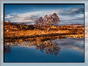 Szkocja, Region Highlands, Góry Rannoch Moor, Jezioro Loch Bà, Jesień, Drzewa